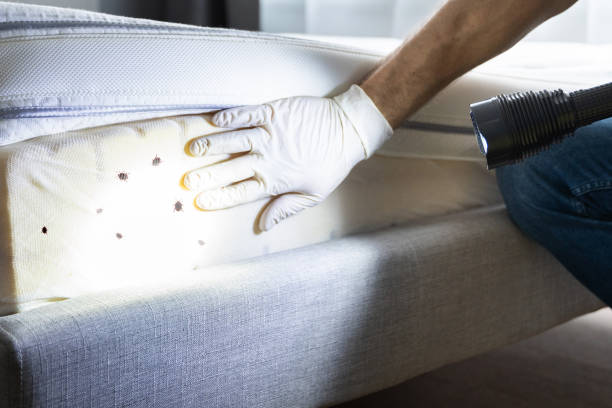Best Termite Control Services  in Healdton, OK