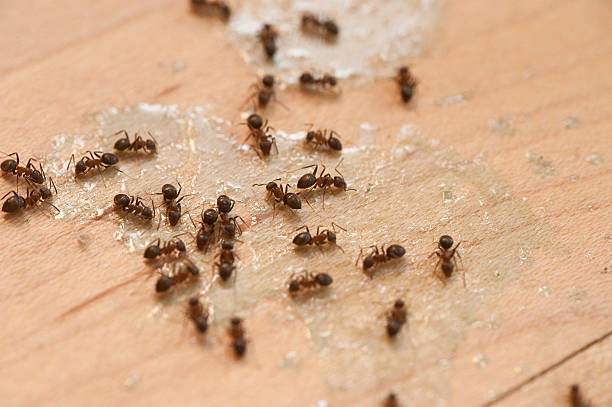 Best Mosquito Control Services  in Healdton, OK